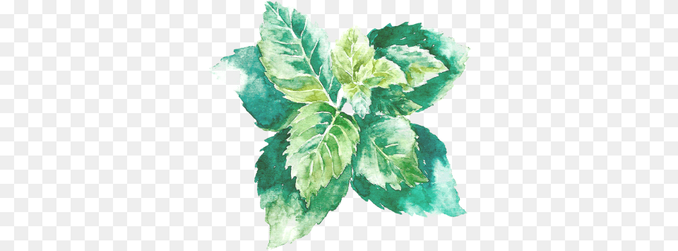 Escribinos Object Drawing With Watercolor, Herbal, Herbs, Leaf, Plant Free Transparent Png