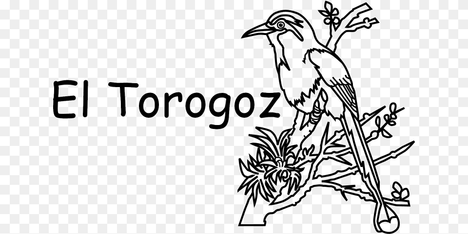 Escudo De El Salvador Hornbill, Gray Png Image