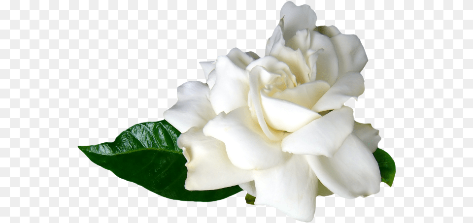Esencia Flores Blancas Flores Blancas, Flower, Plant, Rose, Petal Png