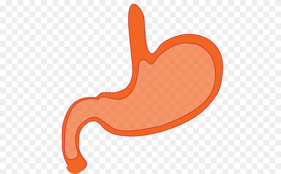Esophagus Clipart, Body Part, Stomach, Food, Ketchup Png