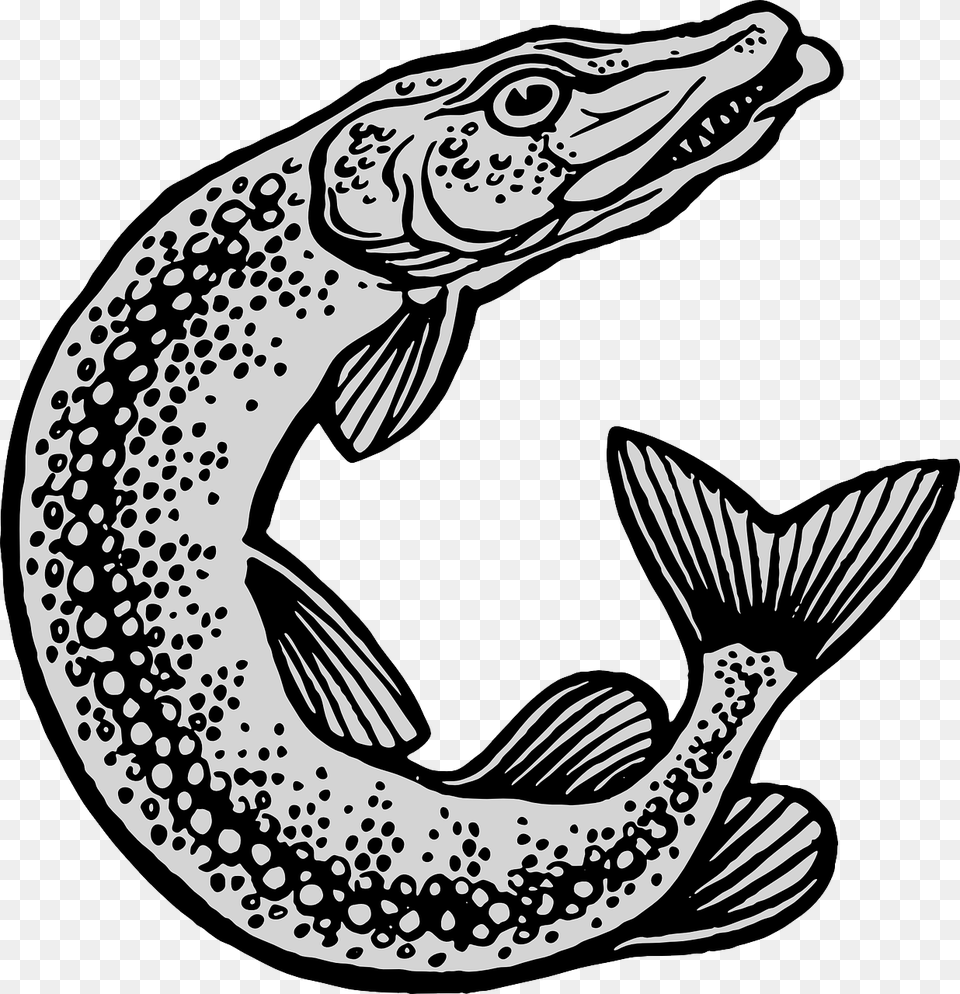 Esox Lucius, Animal, Fish, Sea Life, Dinosaur Free Transparent Png