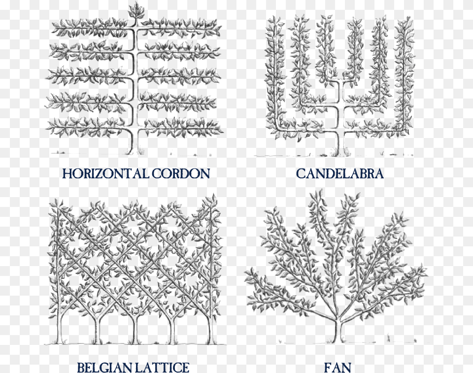 Espalier Transparent Espalier Trees, Nature, Outdoors, Plant, Snow Free Png Download
