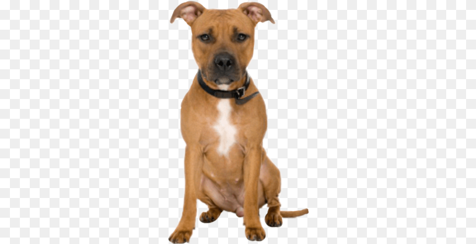 Especies De Pitbull, Animal, Boxer, Bulldog, Canine Free Transparent Png