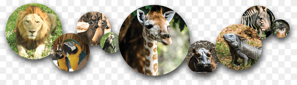 Especies Distintas De Animales Giraffidae, Animal, Wildlife, Photography, Lion Free Png