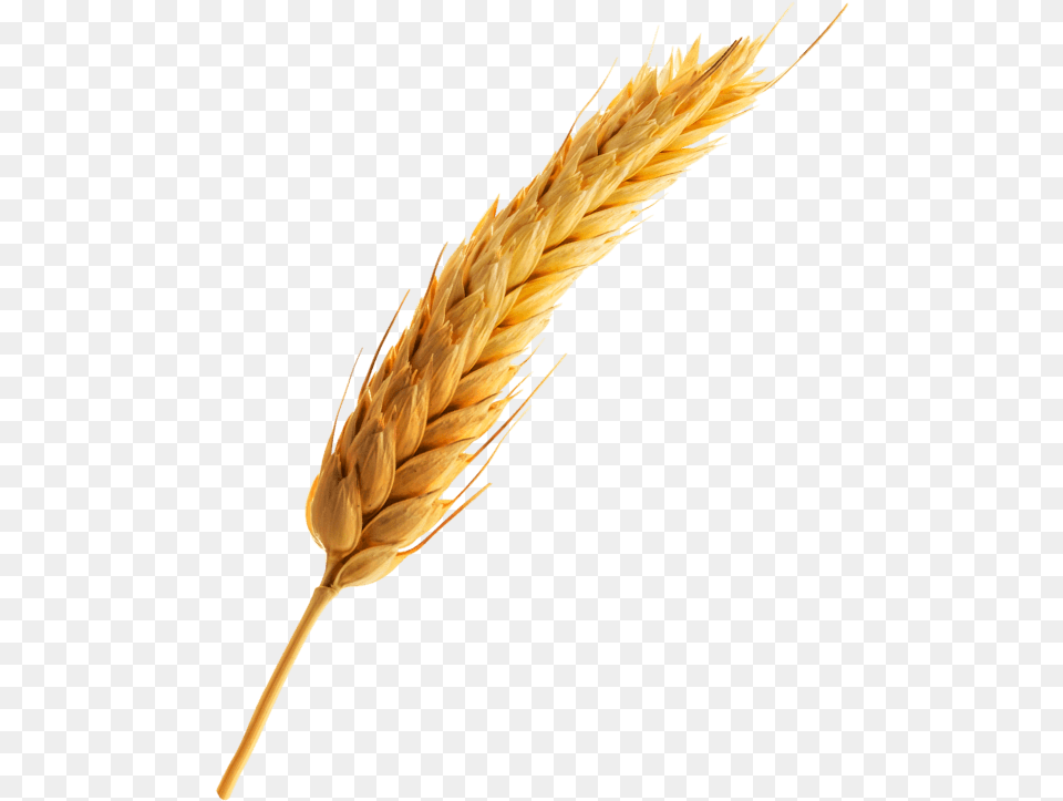 Espiga De Trigo, Food, Grain, Produce, Wheat Free Transparent Png