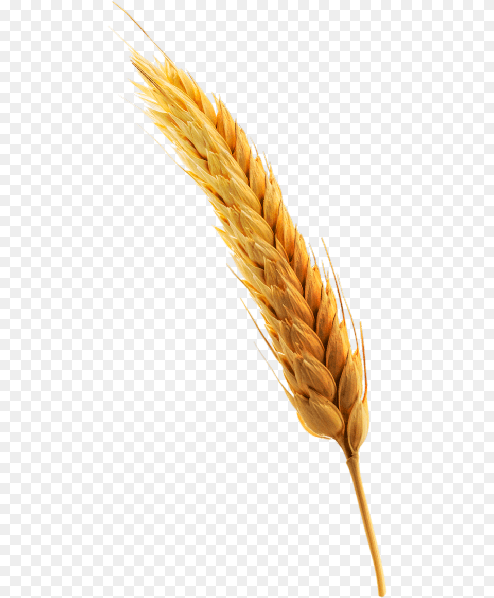 Espiga De Trigo Triticale, Food, Grain, Produce, Wheat Free Png Download