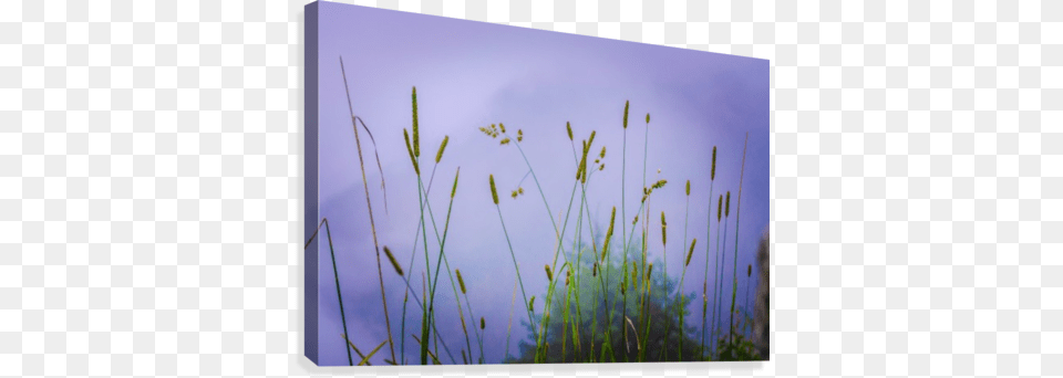 Espigas Art Grass, Plant, Reed, Vegetation, Outdoors Free Png