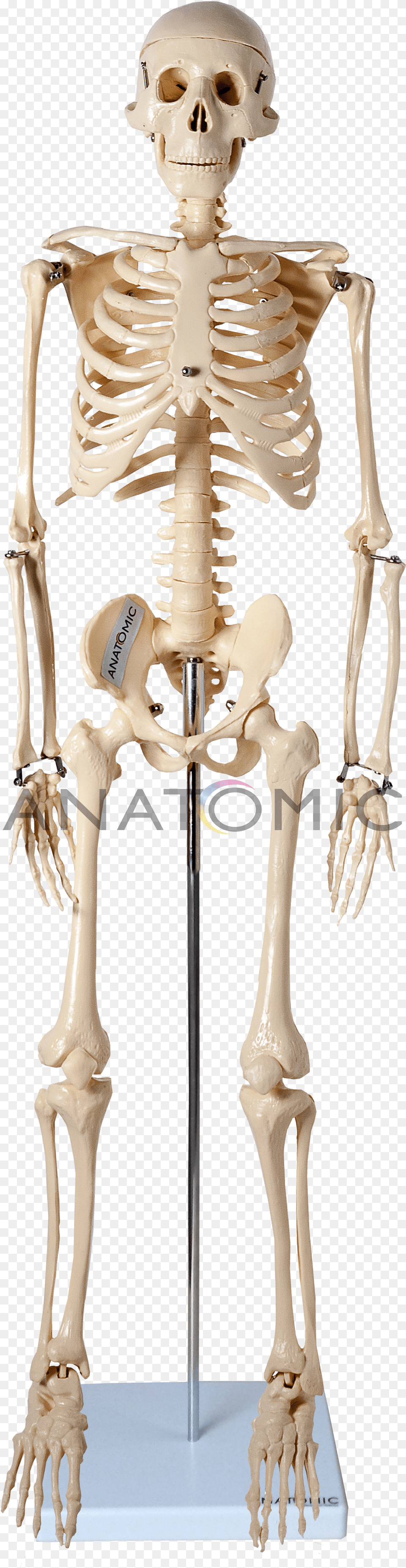 Esqueleto De 85cm Imagens De Esqueleto Humano, Skeleton, Person, Face, Head Free Transparent Png