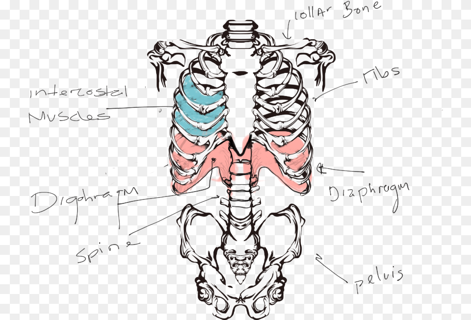 Esqueleto Humano Torso, Emblem, Symbol, Adult, Female Free Transparent Png