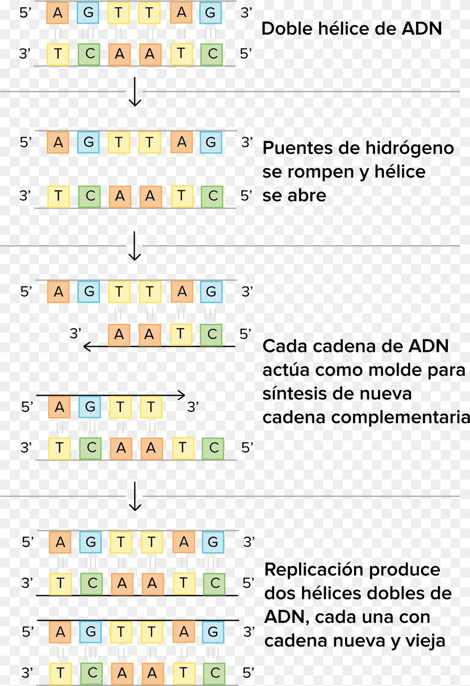 Esquema Del Modelo Bsico De Watson Y Crick Sobre La Cadena Complementaria De Adn, Text, Scoreboard, Qr Code Png