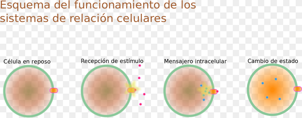 Esquema Relacin Celular Relacin De La Clula, Nature, Night, Outdoors, Astronomy Png Image