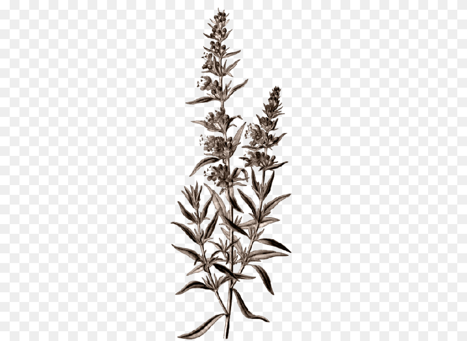 Essences From Alpine Plants La, Amaranthaceae, Grass, Herbal, Herbs Free Transparent Png