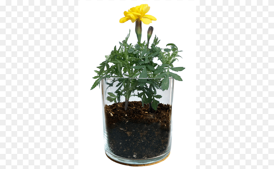Essential Marigold Garden Pasqueflower, Vase, Soil, Pottery, Jar Png
