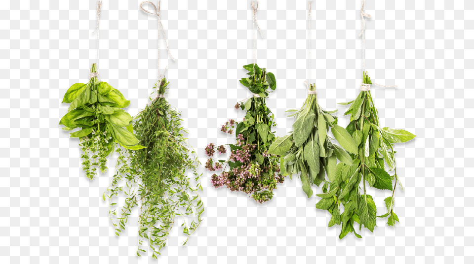 Essential Oil Herbs, Herbal, Leaf, Plant, Tree Png Image