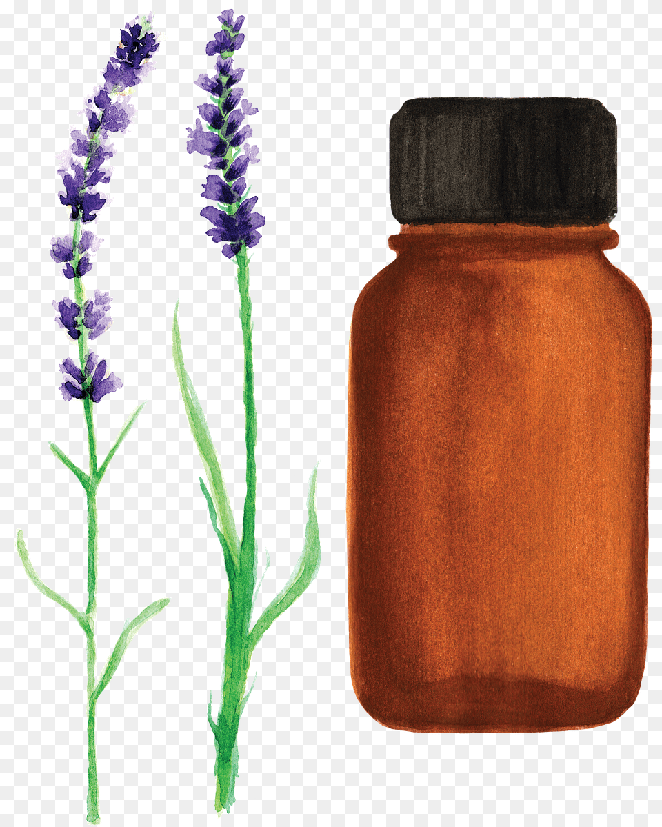 Essential Oil Lavender Watercolor Free Image On Pixabay Essential Oil Bottle Watercolor, Flower, Herbal, Herbs, Jar Png