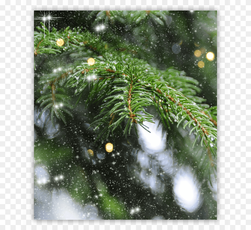 Essentials Tree Christmas Tree, Conifer, Fir, Plant, Pine Free Png Download