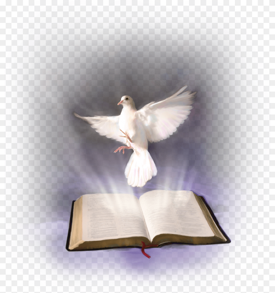 Esta Es Una Oracin Especial Que Debes Repetir Tres Gospel Jn 16 12, Book, Publication, Animal, Bird Free Transparent Png