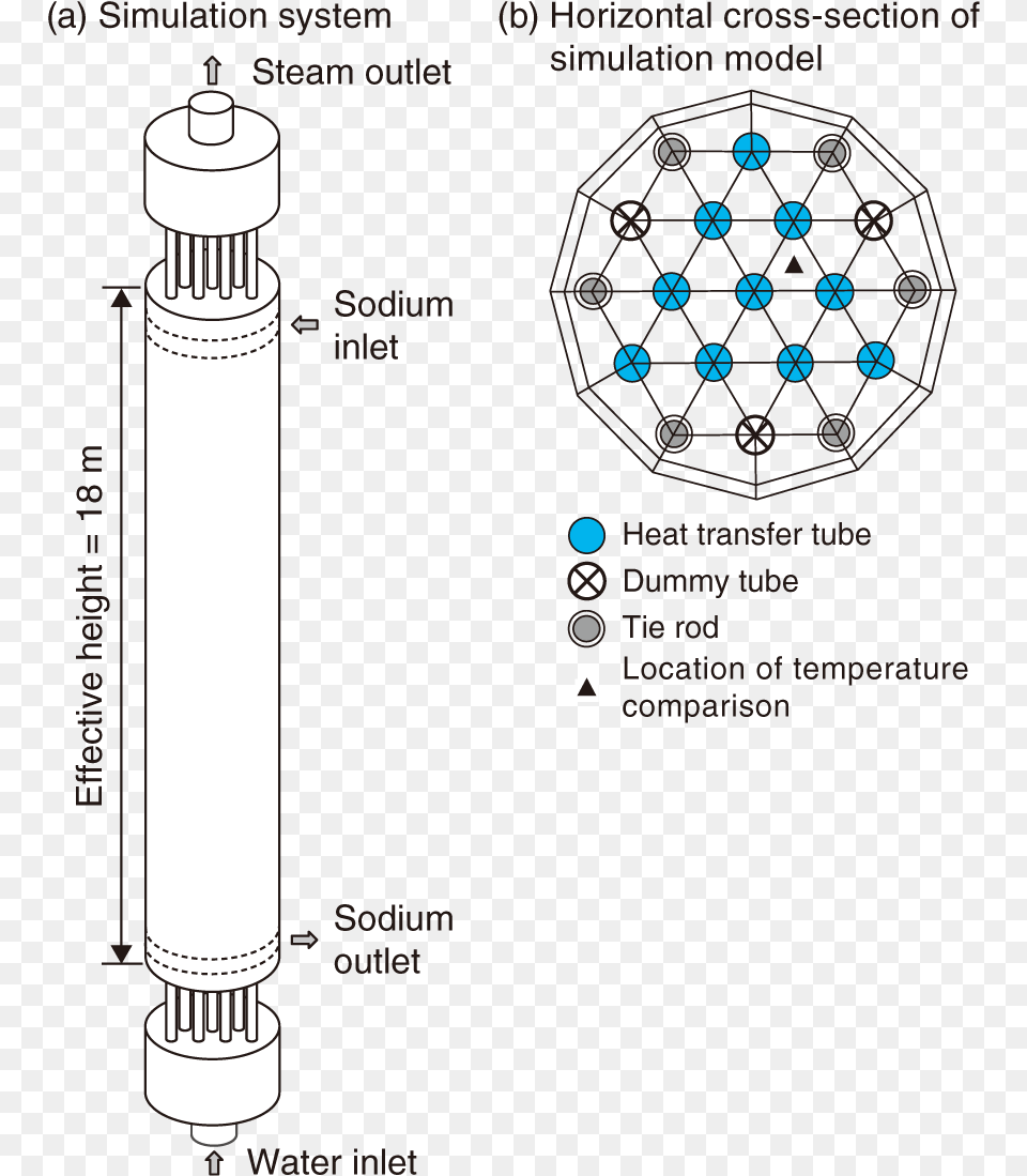 Establishing A Three Dimensional Simulation Model Myofilament, Text Free Transparent Png