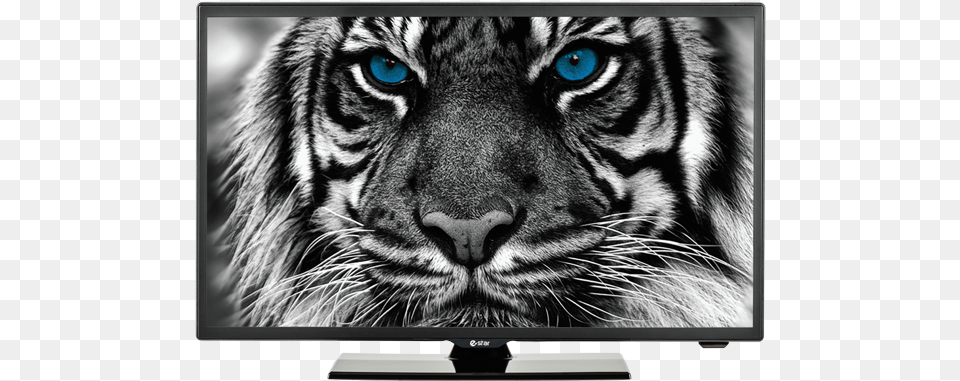 Estar Led Tv Tv E Star, Animal, Tiger, Screen, Monitor Free Png