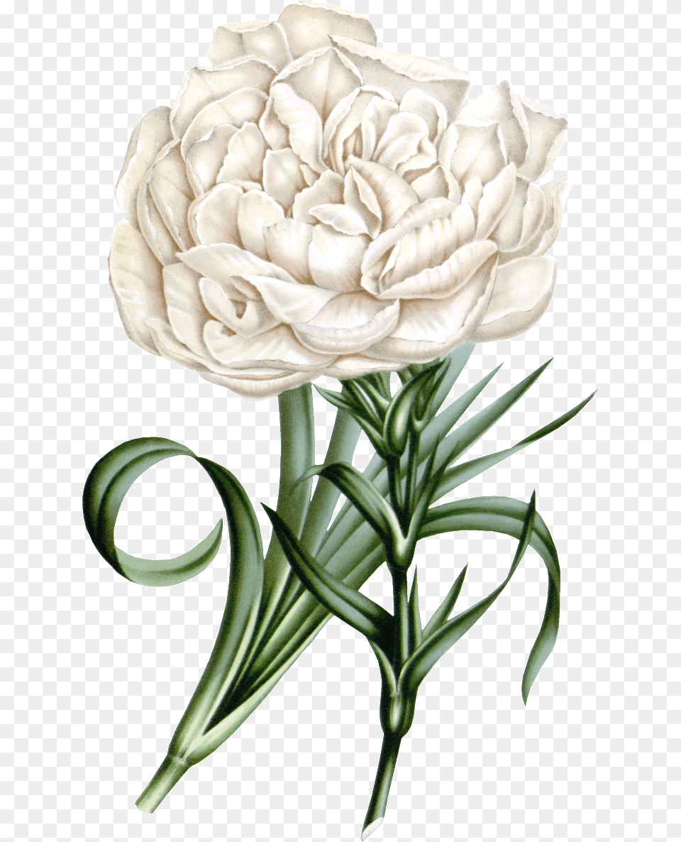 Este De Producto Es White Carnation Real Flower Promini Sleep Mask With Strap Lightweight Comfortable, Plant, Rose, Flower Arrangement, Flower Bouquet Png Image