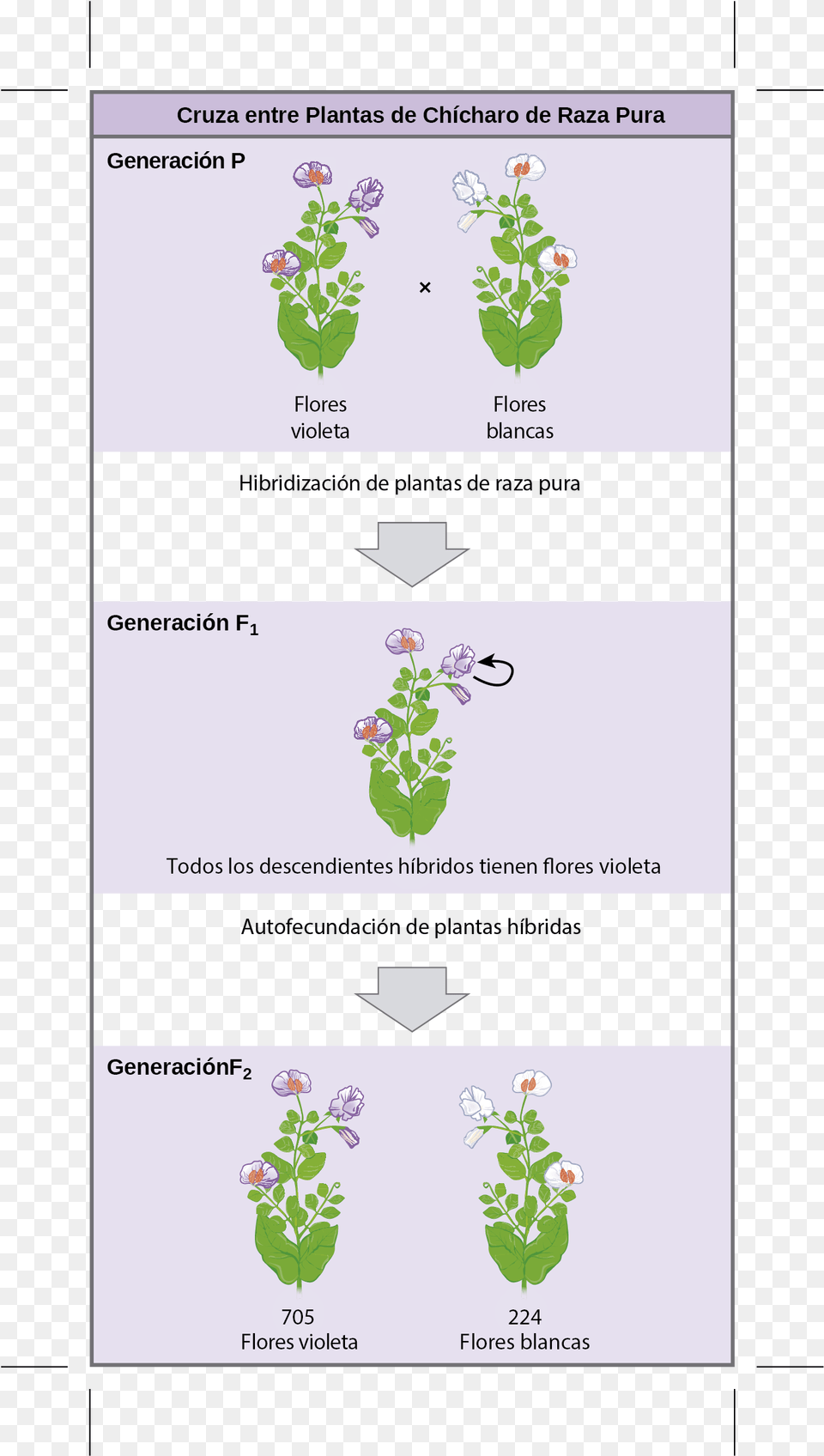 Este Diagrama Muestra La Cruza Entre Plantas Puras Flower, Plant, Text Free Transparent Png