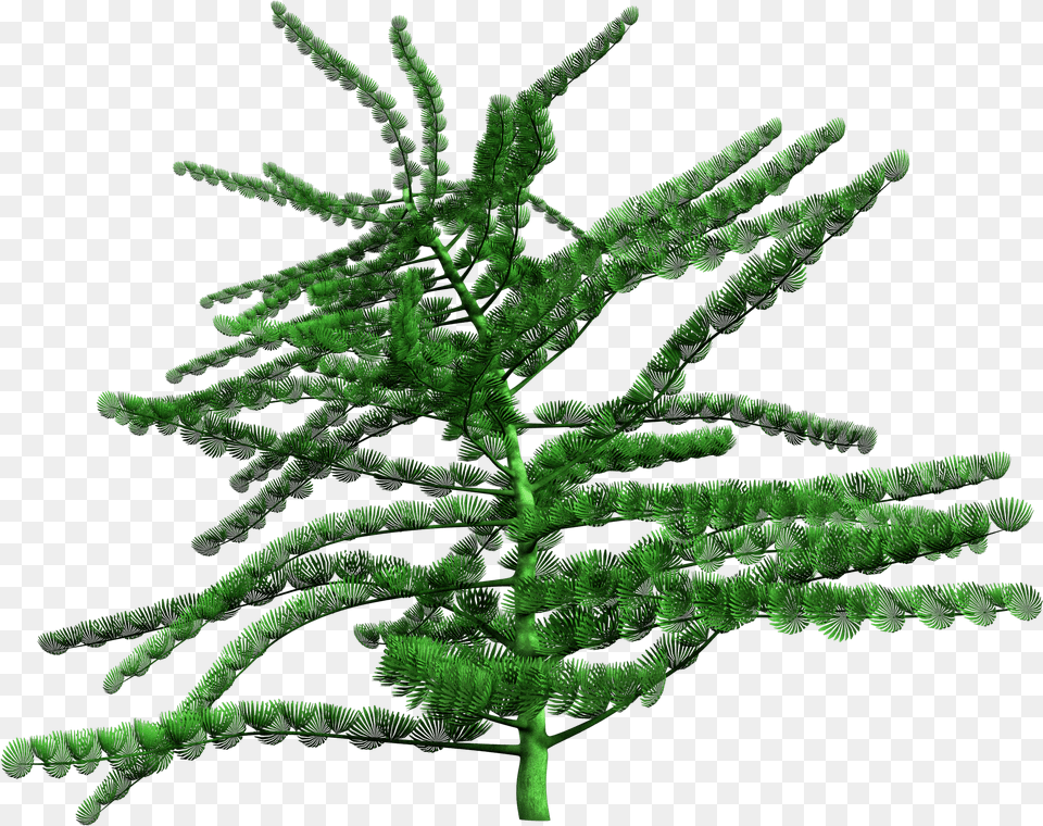Estonian Museum Of Natural History Christmas Tree, Conifer, Fir, Green, Pine Free Png