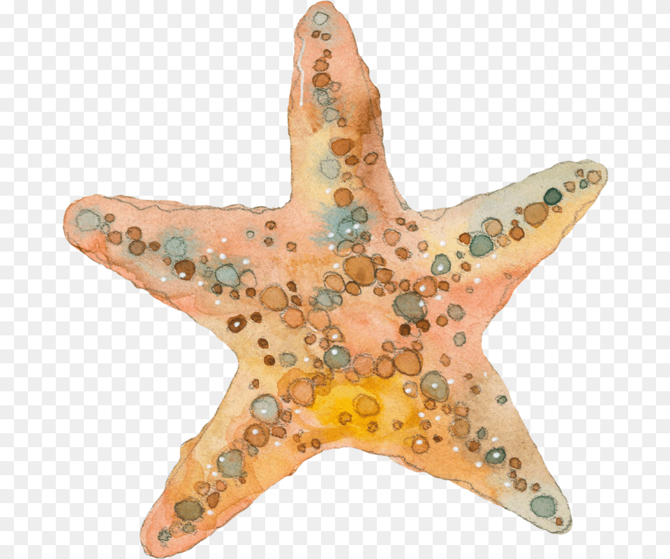 Estrela Do Mar Aquarela Watercolor Starfish Clip Art, Animal, Sea Life, Invertebrate Png Image