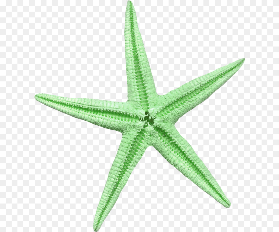 Estrela Do Mar Verde, Animal, Sea Life, Invertebrate, Starfish Png Image