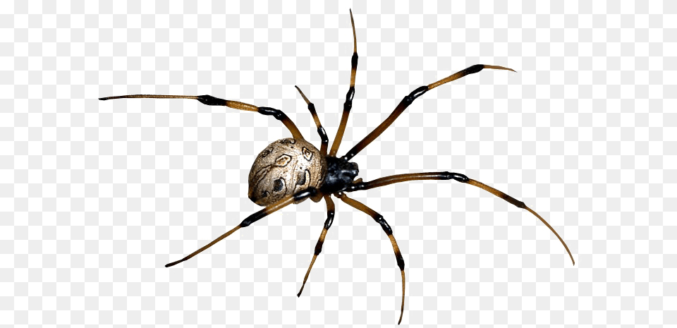 Estrella, Animal, Invertebrate, Spider, Garden Spider Png Image