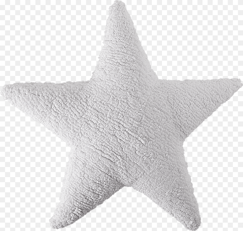 Estrella Blanca, Symbol, Animal, Sea Life Free Transparent Png
