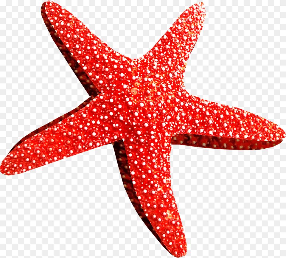 Estrellas De Mar Rojo, Animal, Cross, Sea Life, Symbol Png Image