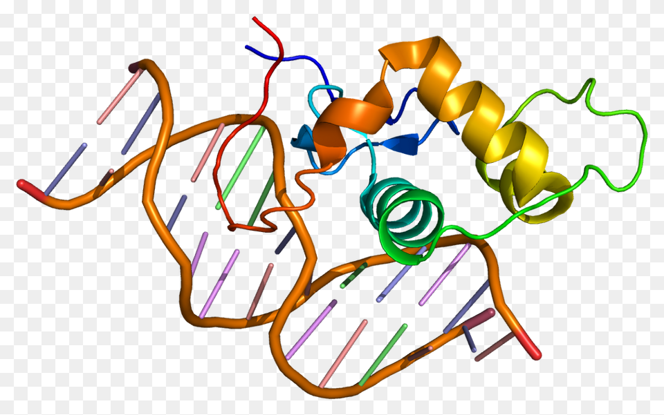 Estrogen Related Receptor Alpha, Light, Neon Free Png