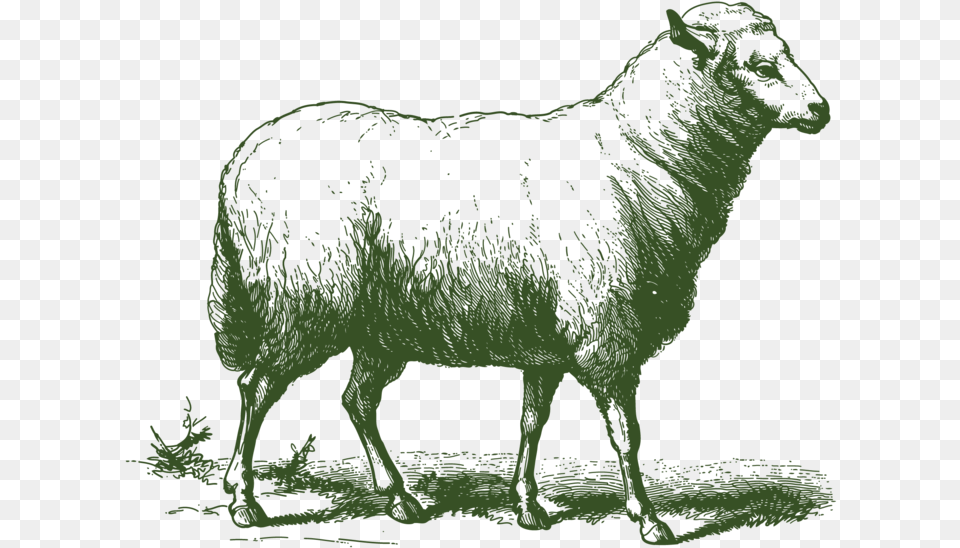 Etchanimal Sheep 01 Aid Al Adha, Animal, Livestock, Mammal, Pig Free Png