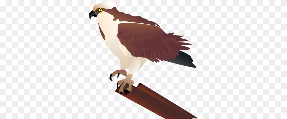Ether Falcon State, Animal, Bird, Kite Bird, Beak Free Png