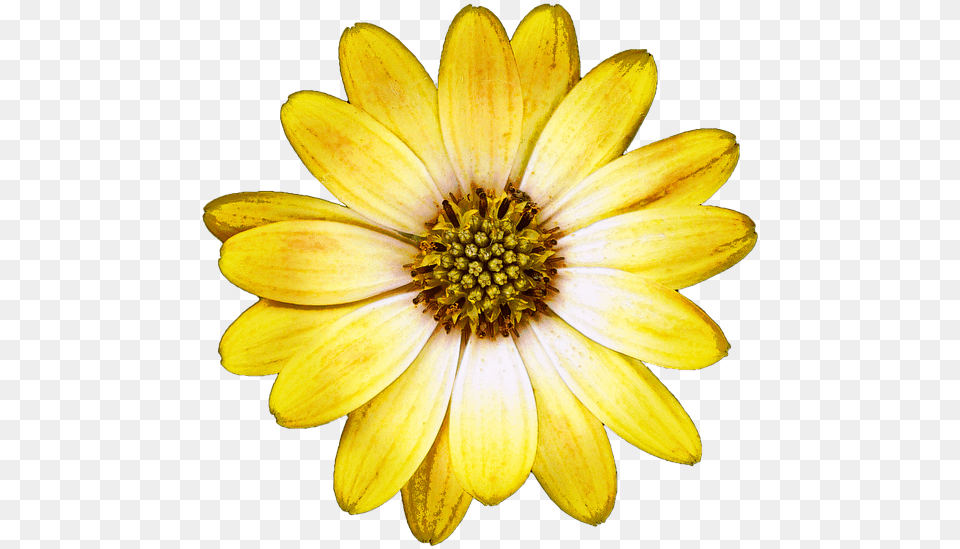 Ethiopian New Year Picture Flower, Daisy, Petal, Plant, Pollen Free Png