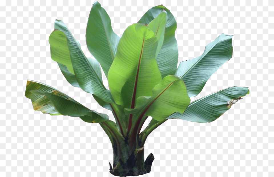 Ethiopian Red Banana Transparent Background Tropical Plants, Leaf, Plant Free Png
