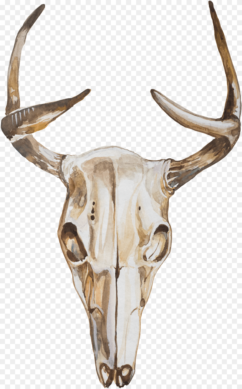 Ethnic Element Animal Skull Transparent Portable Network Graphics, Antler Free Png