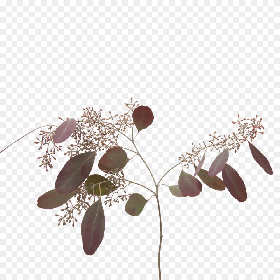 Eucaluyptus Populus Painted Red With Berries Flores Tonos Grises, Amaranthaceae, Grass, Leaf, Plant Free Png Download