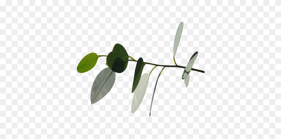 Eucalyptus, Herbal, Herbs, Leaf, Plant Png Image