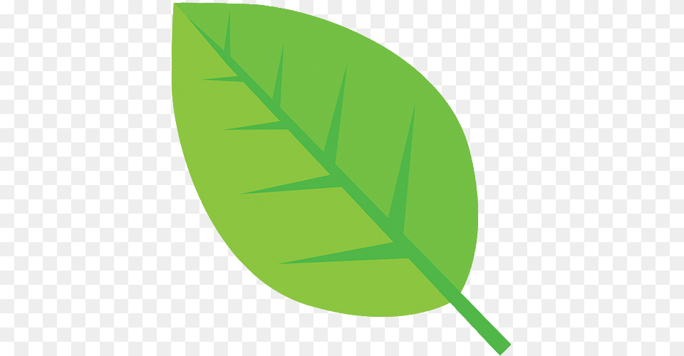 Eucalyptus, Leaf, Plant, Herbal, Herbs Free Png Download