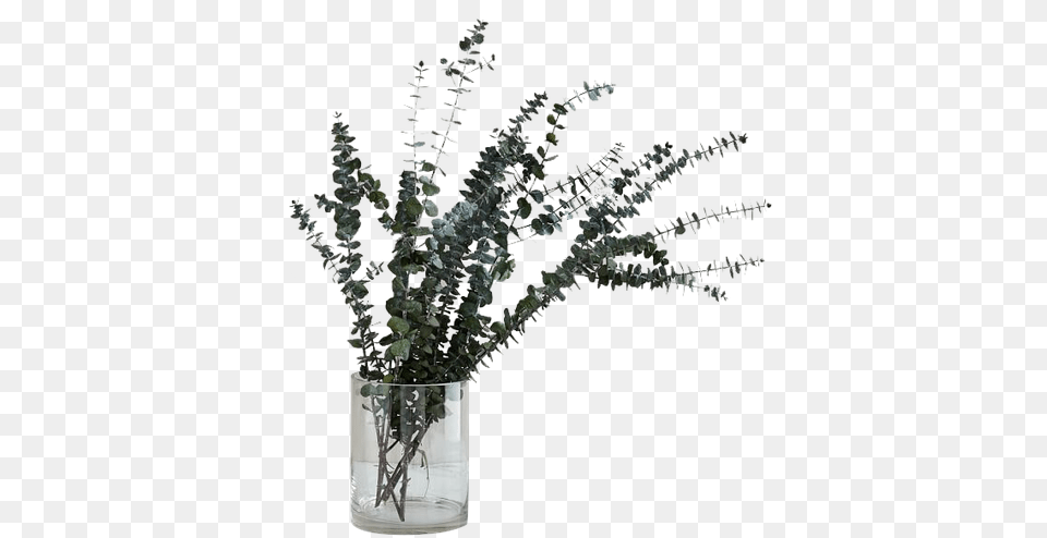 Eucalyptus, Flower, Flower Arrangement, Jar, Plant Free Png Download