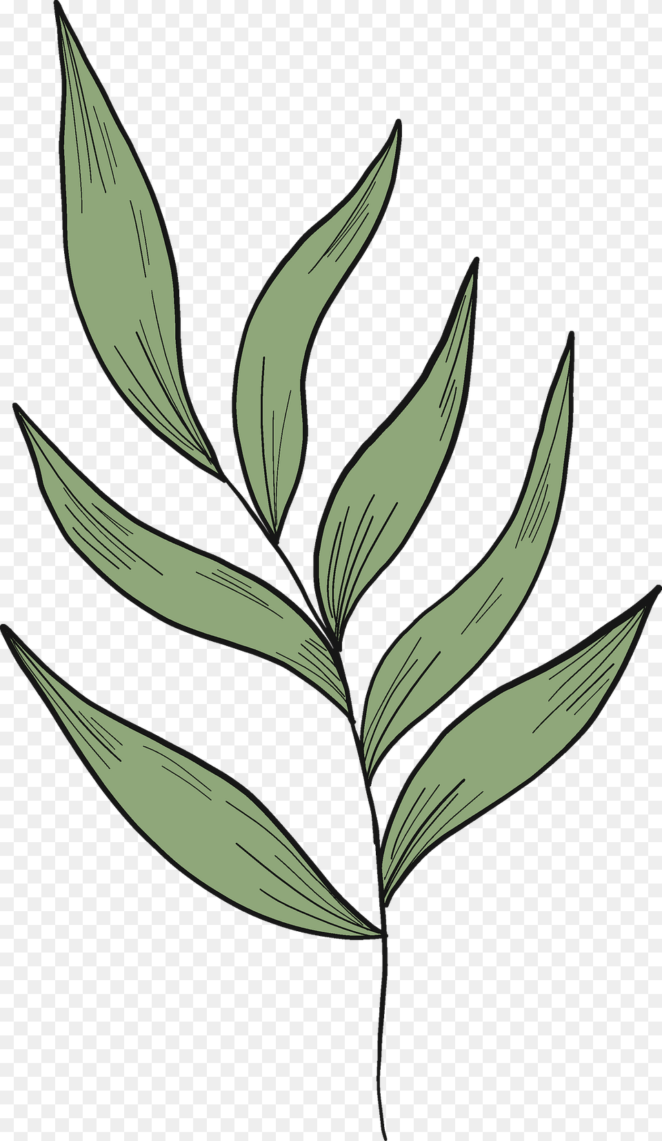 Eucalyptus Branch Clipart, Leaf, Plant, Tree, Art Png Image