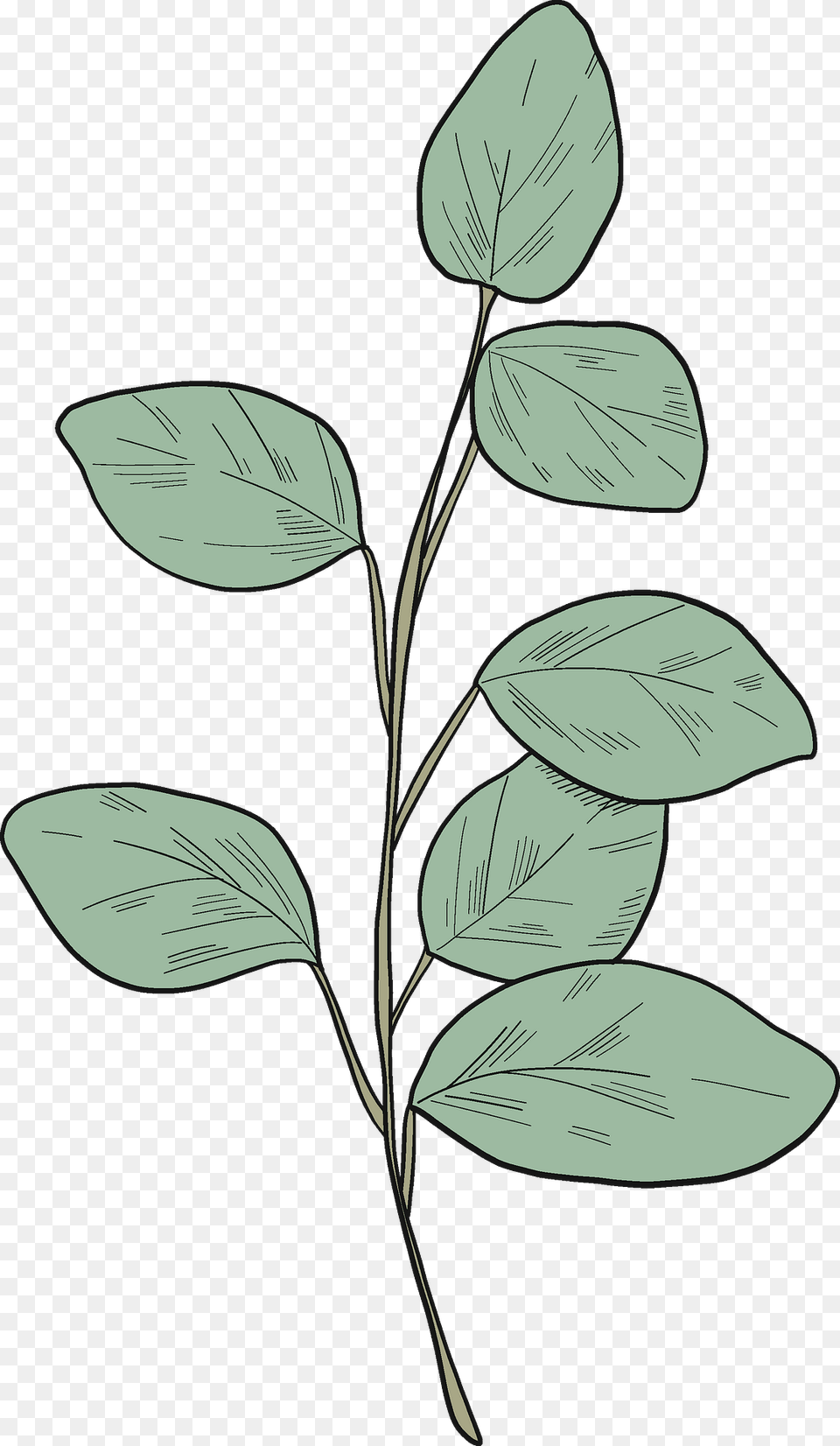 Eucalyptus Branch Clipart, Leaf, Plant, Art, Tree Png