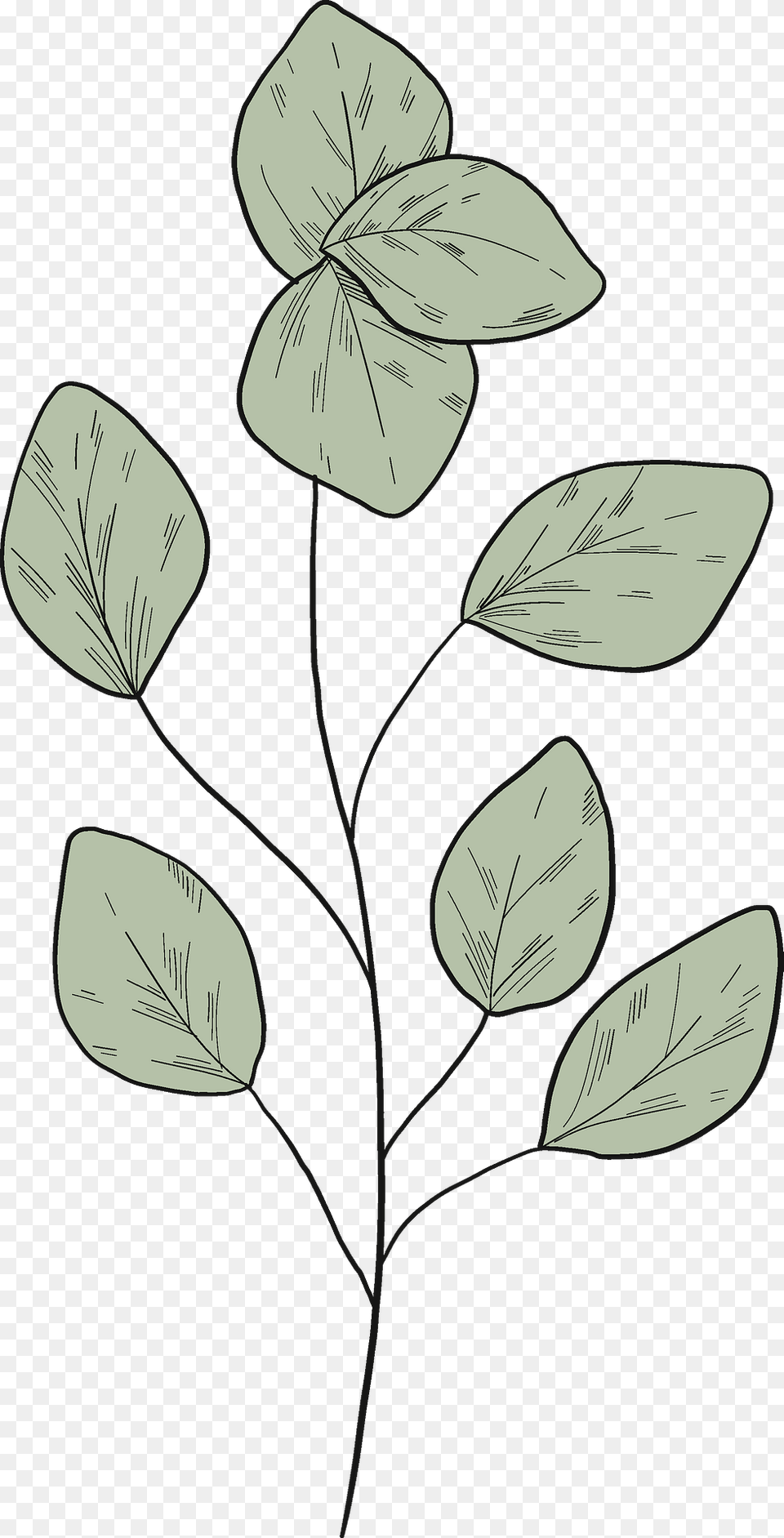 Eucalyptus Branch Clipart, Art, Leaf, Plant, Drawing Free Png