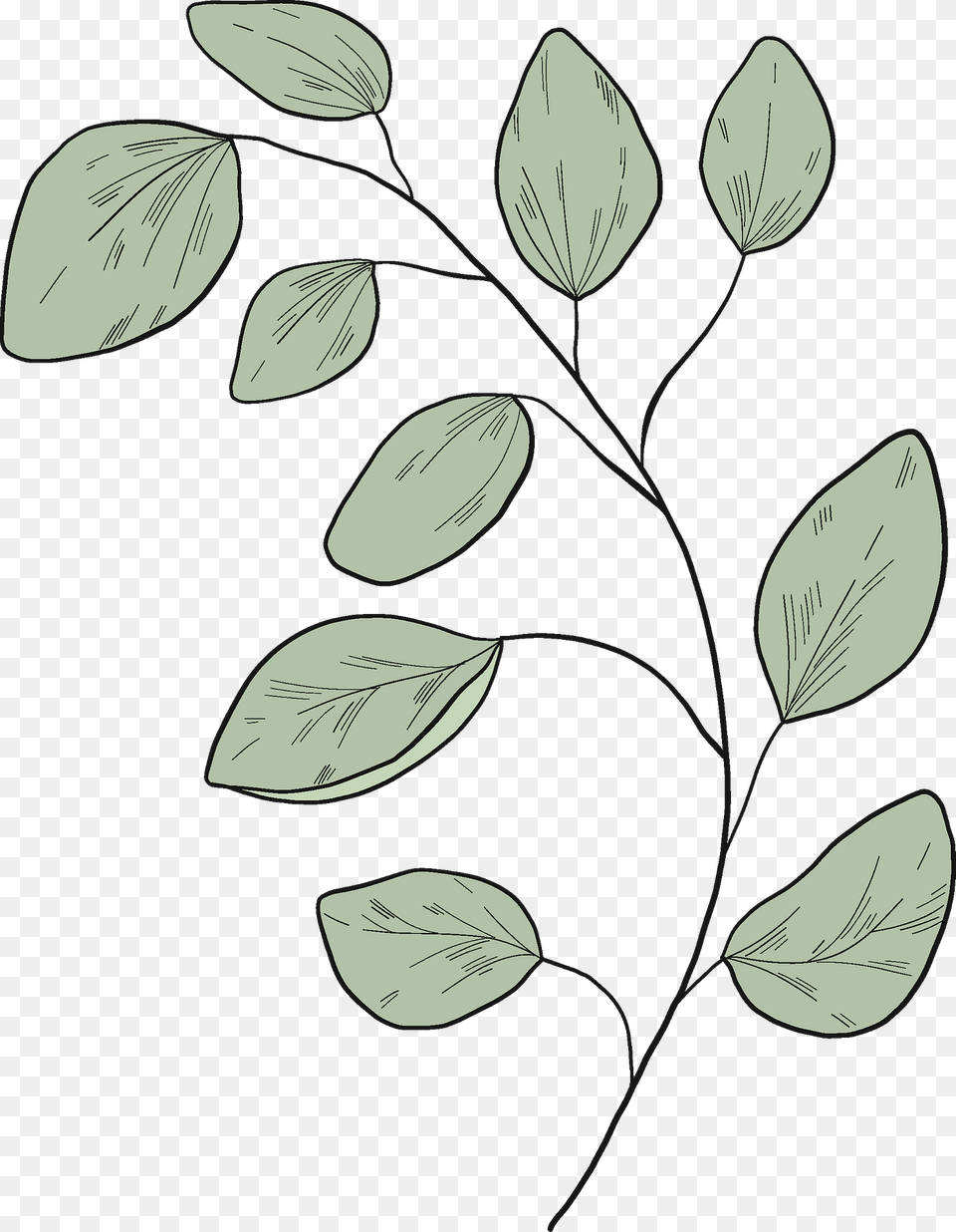 Eucalyptus Branch Clipart, Leaf, Art, Plant, Pattern Png
