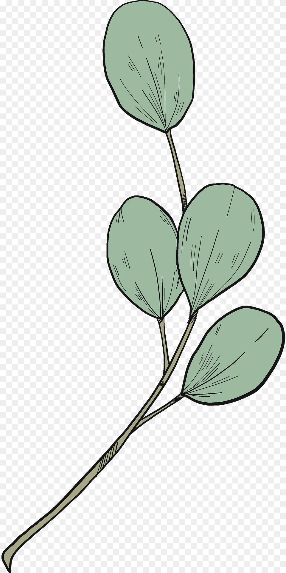Eucalyptus Branch Clipart, Leaf, Plant, Art, Flower Free Png