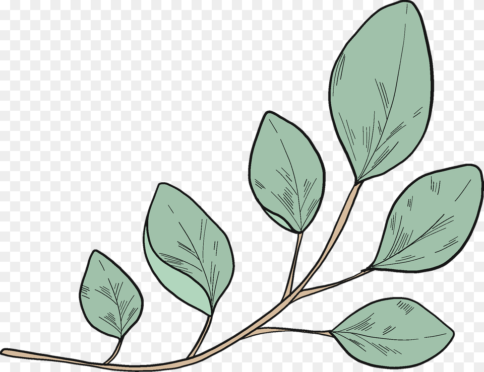 Eucalyptus Branch Clipart, Plant, Leaf, Art, Tree Free Transparent Png