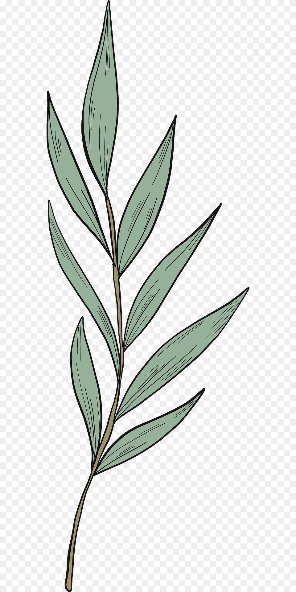 Eucalyptus Branch Clipart, Art, Leaf, Plant, Tree Free Png Download