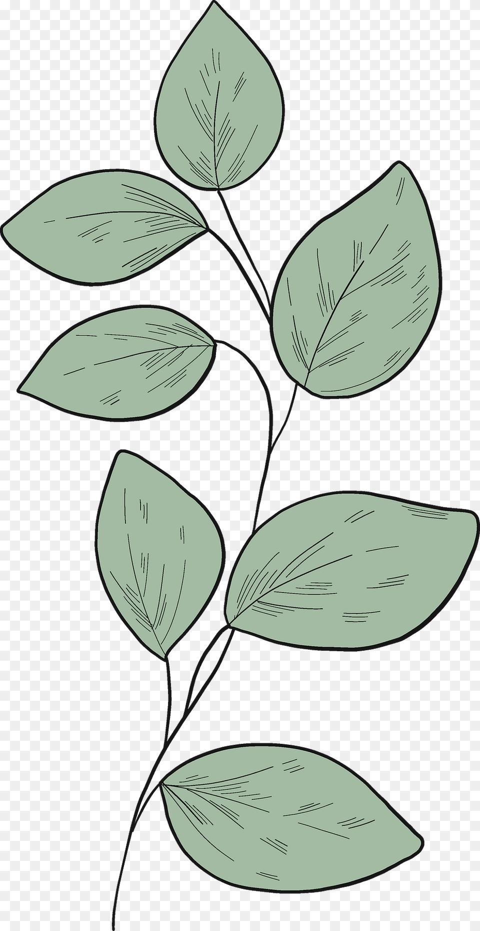 Eucalyptus Branch Clipart, Leaf, Plant, Art, Drawing Png Image