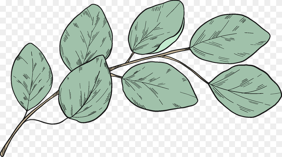 Eucalyptus Branch Clipart, Leaf, Plant, Annonaceae, Tree Free Transparent Png